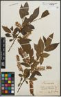 Foto von Salix pentandra L.